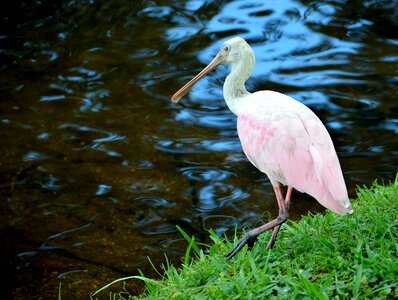 Pink color nature wildlife photo