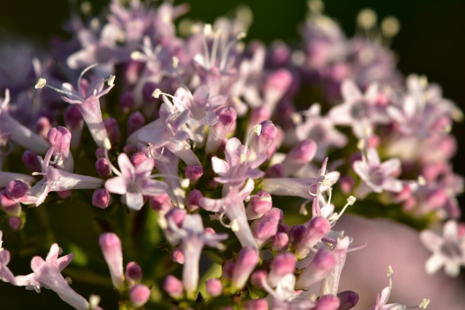 Nature bloom plant photo