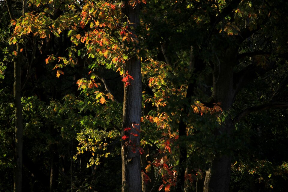 Colorful sheet tree