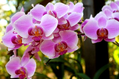 Flowers exotic orchids