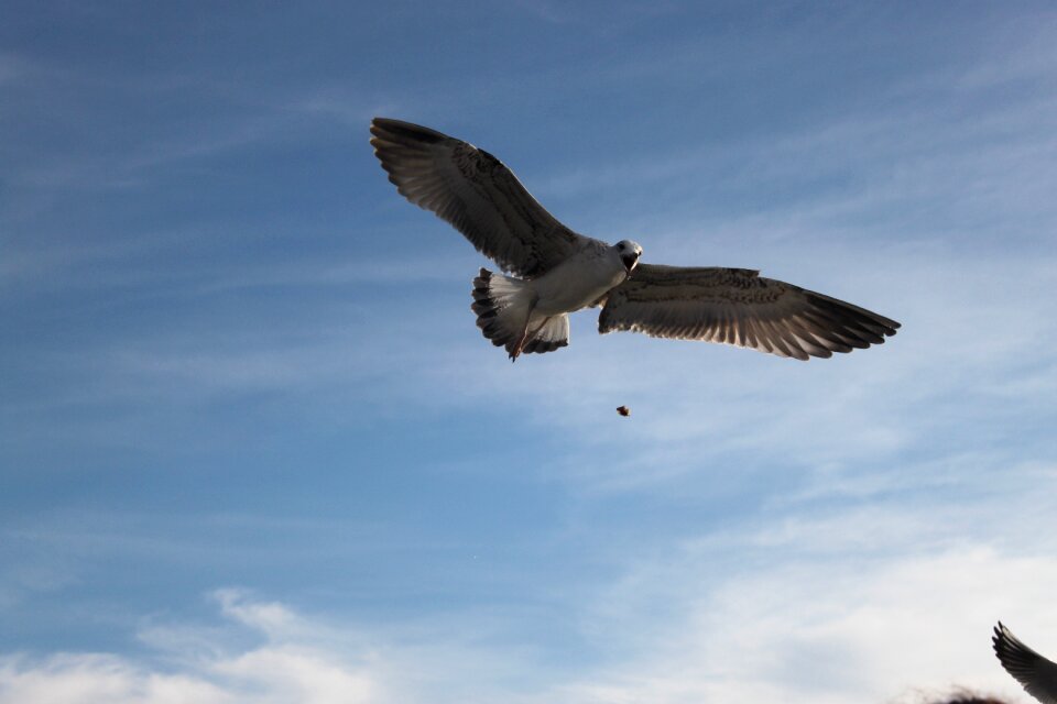 Bird sky blue