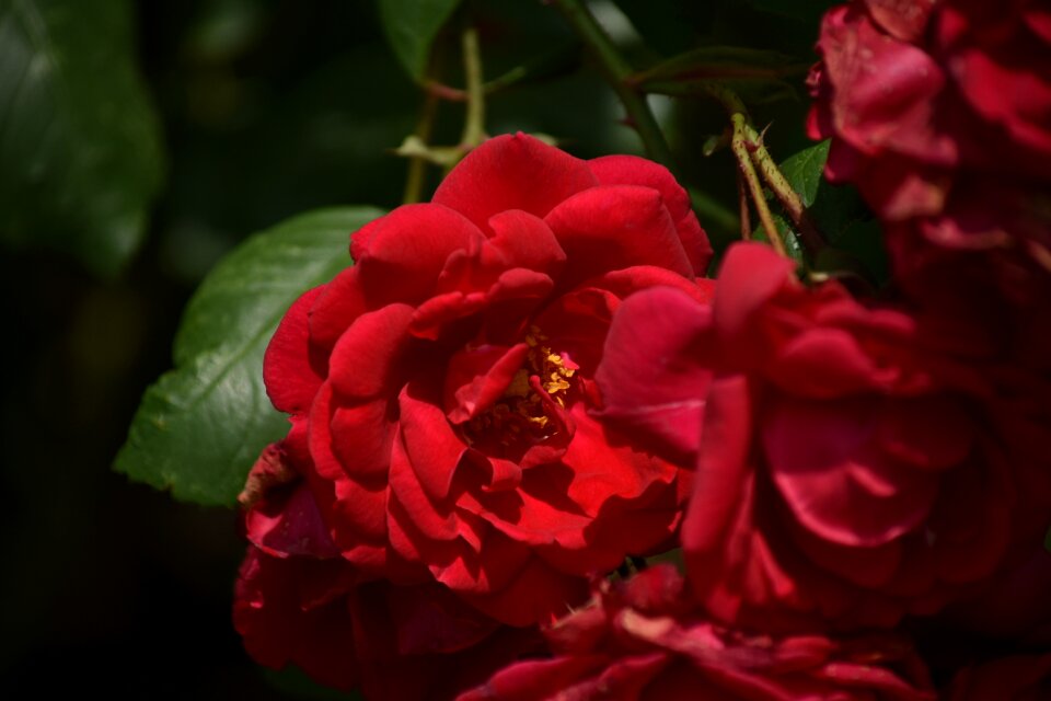 Rosa nature spring