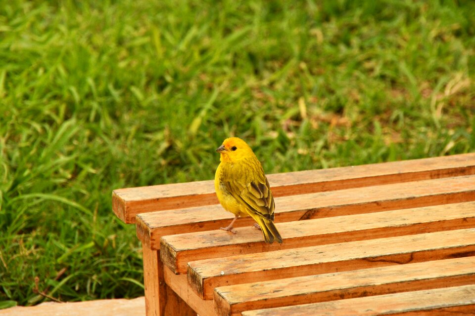 Bank small bird songbird
