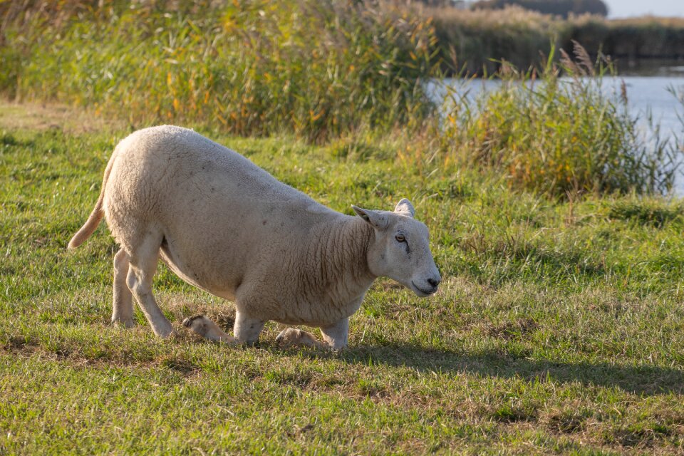 Cattle animal meadow
