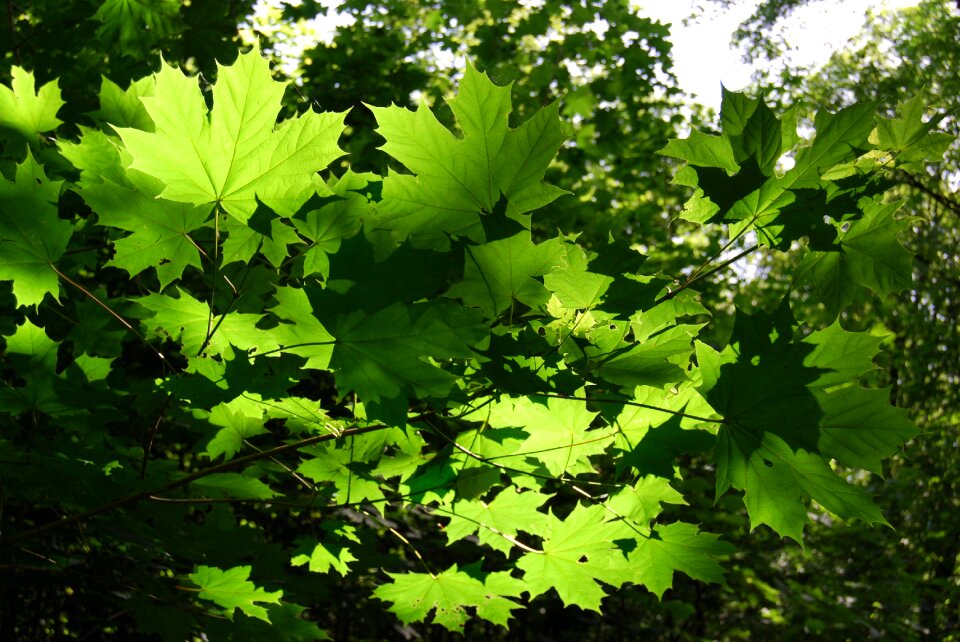Branches forest crown
