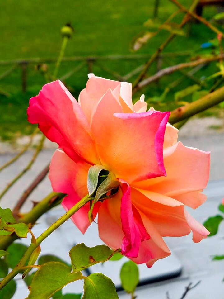 Bloom nature pink