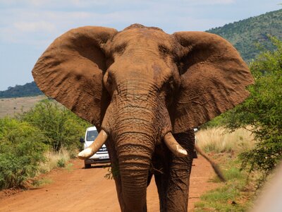 Elephant safari fangs photo
