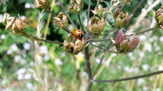 Insect the beetle meadow