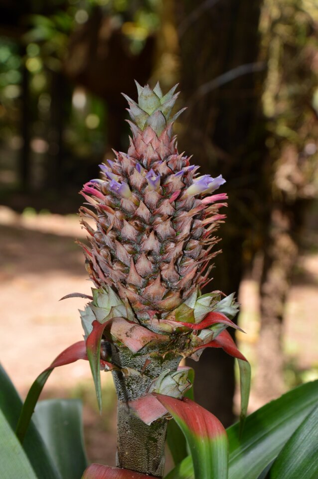 Plant peru flora