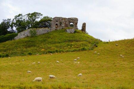 Sheep mood nature