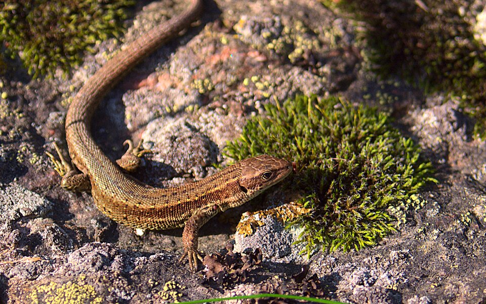Wall sweden animal
