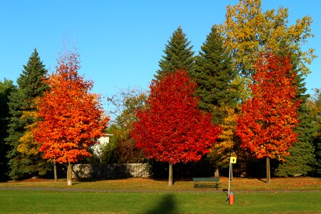 Autumn forest landscape photo