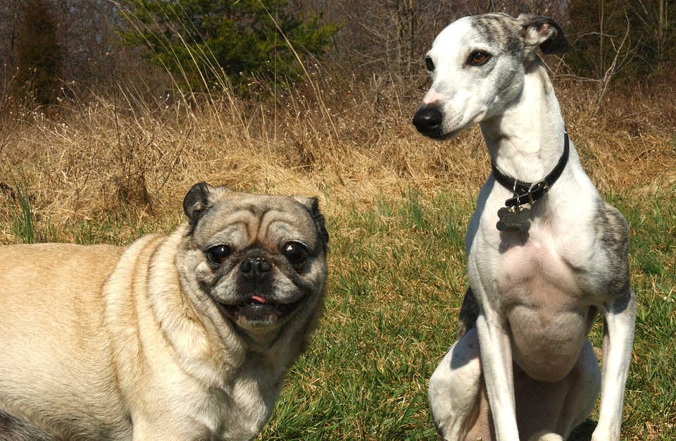 Canines animals pets