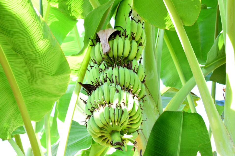 Tons of bananas green banana
