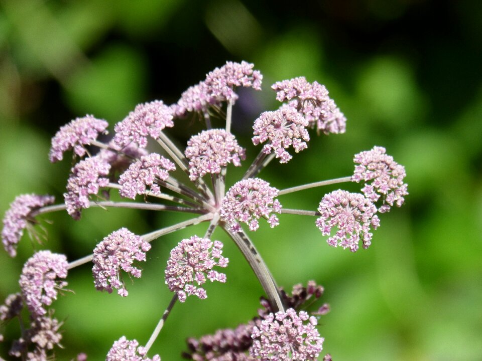 Lilac composite flower wild flower