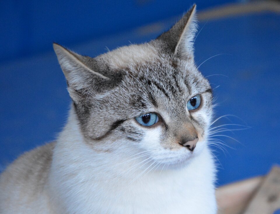 Animal feline cute