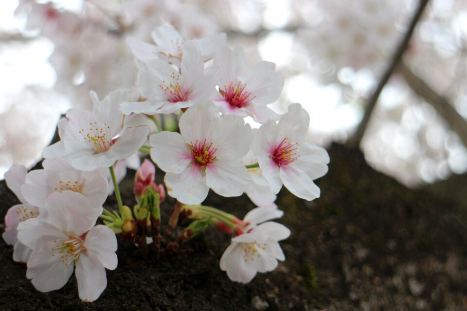 Wood the flowers of the tree japan cherry tree
