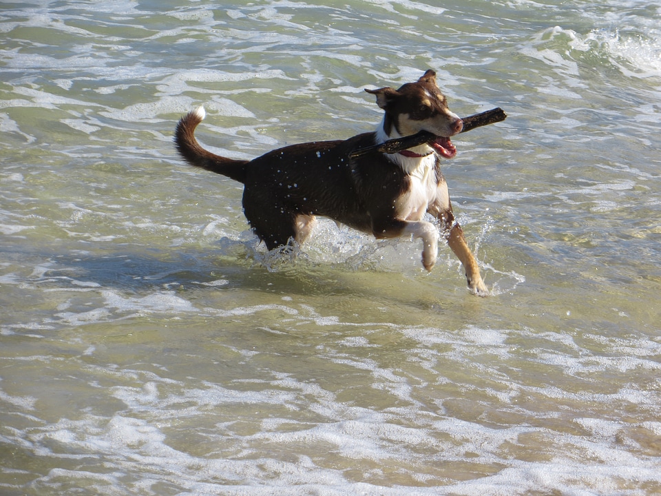 Fun retriever shore