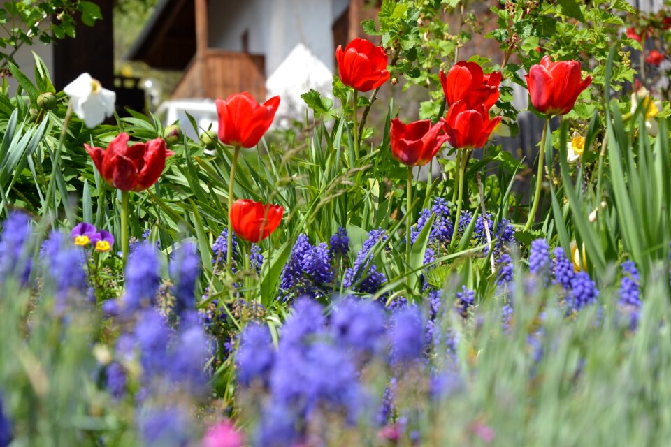 Tulips spring flowers