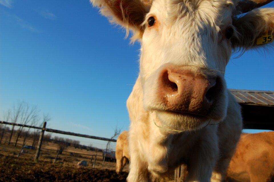 Pastured grass-fed grass