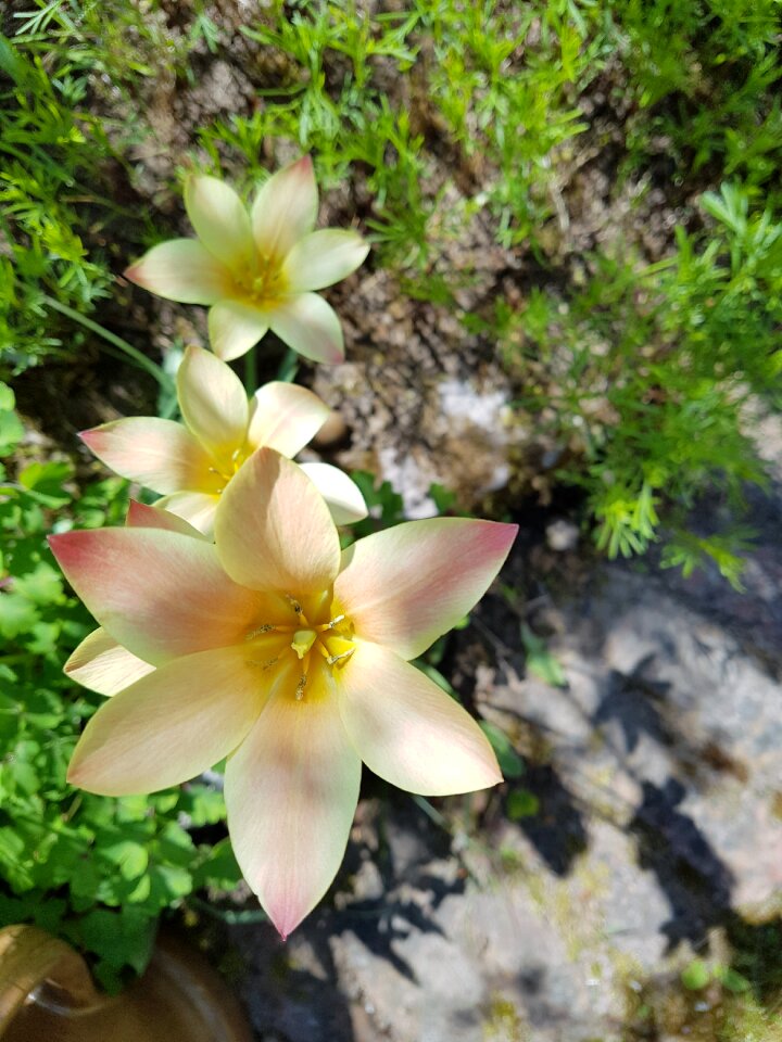 Spring pink beauty