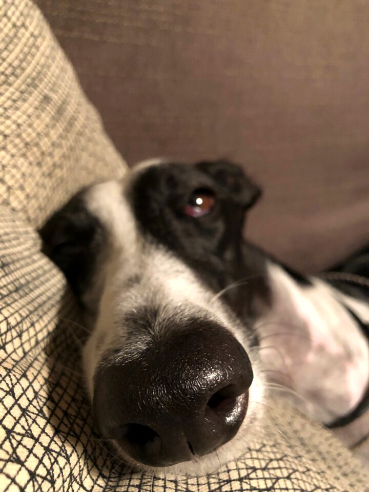 Relaxation animal portrait