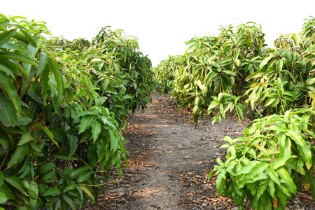 Garden mango fruit