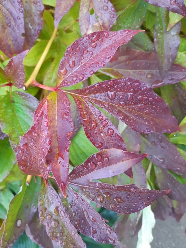 Wet rain