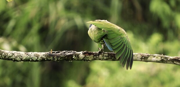 Bird feathers colombia
