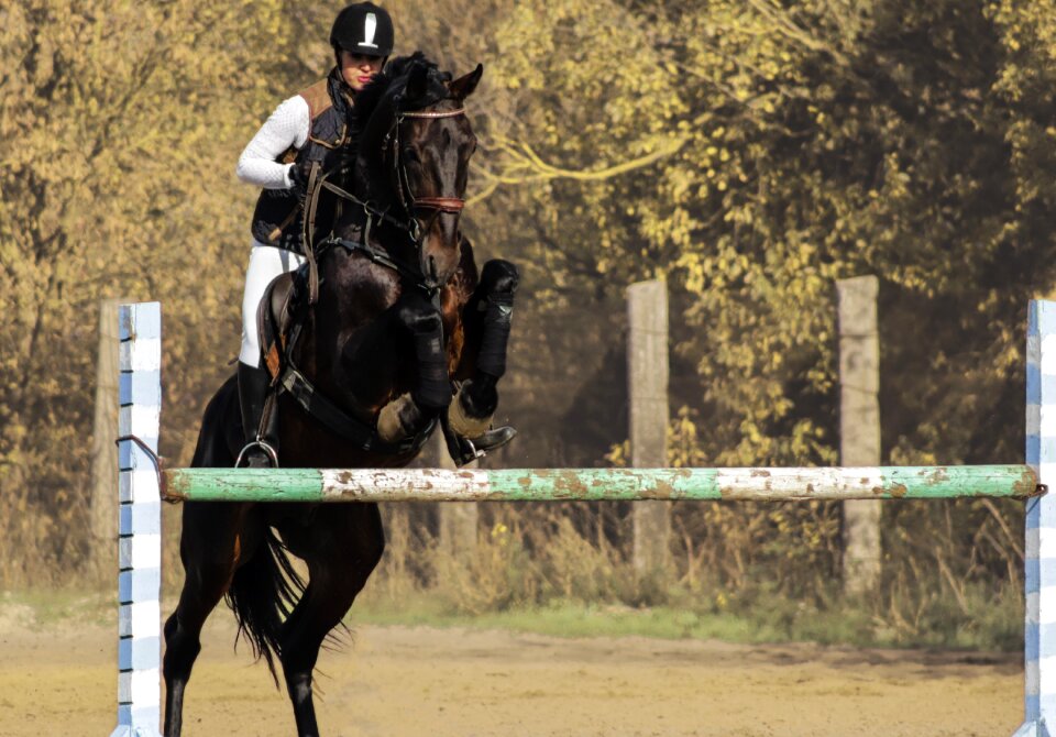 Horse sports jockey