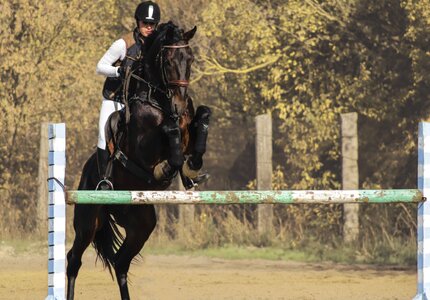 Horse sports jockey photo