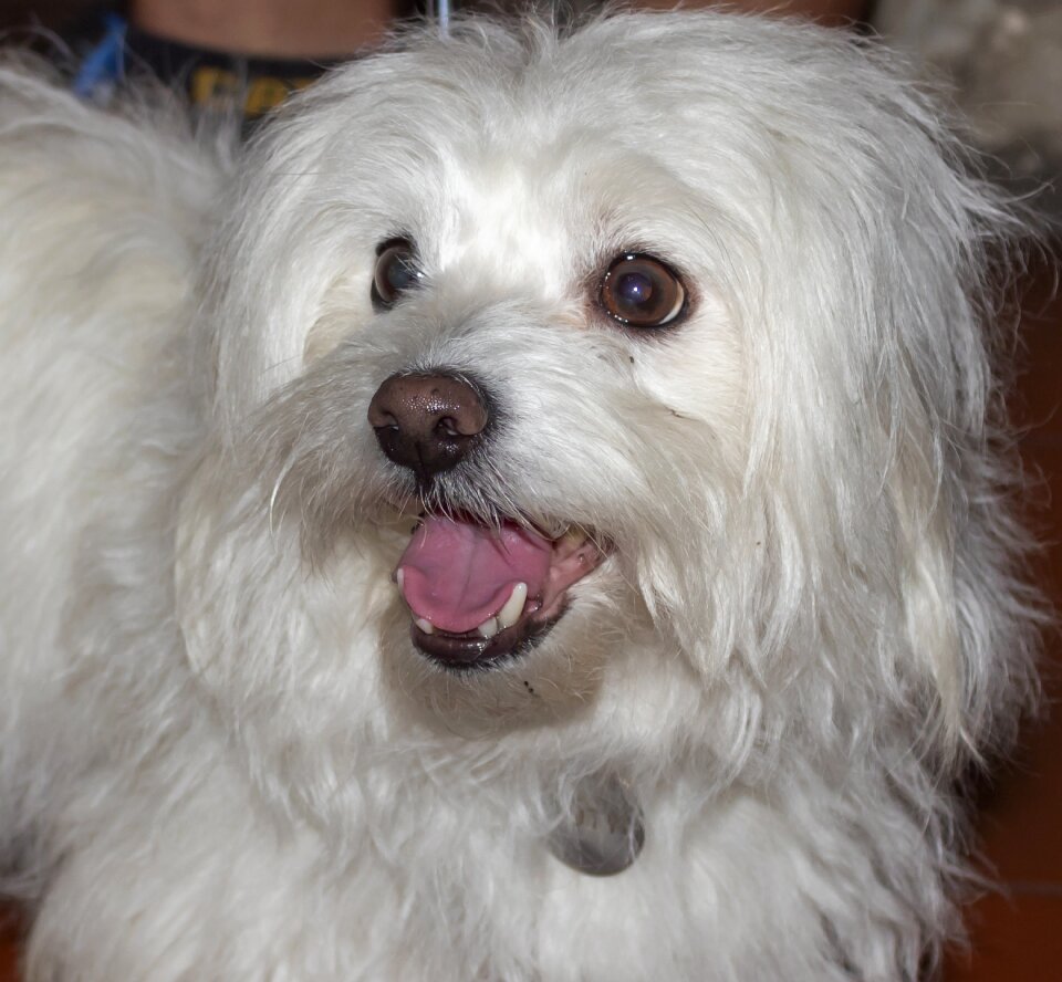 Pets four-legged cute