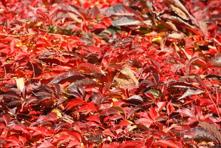 Leaf nature fall foliage photo