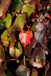 Coloring vine red photo