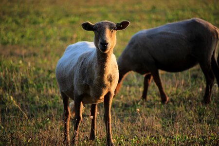 Meadow grass mammal photo