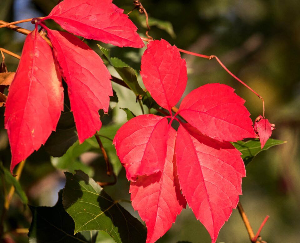 Tree fall color fall foliage