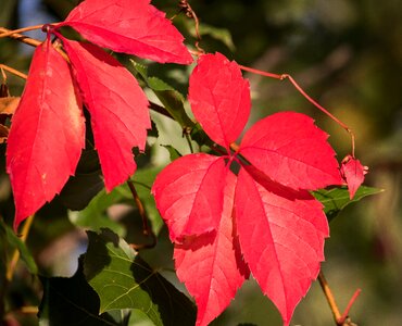 Tree fall color fall foliage