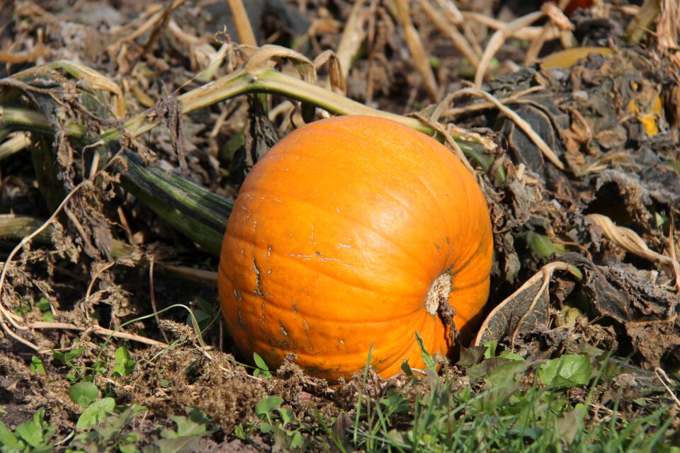 Orange october jack-o-lantern