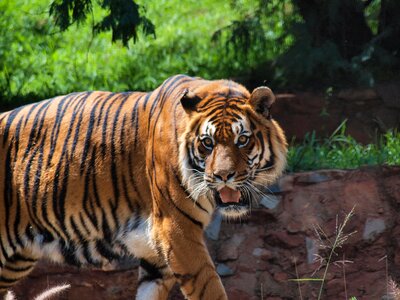 Tiger wild feline