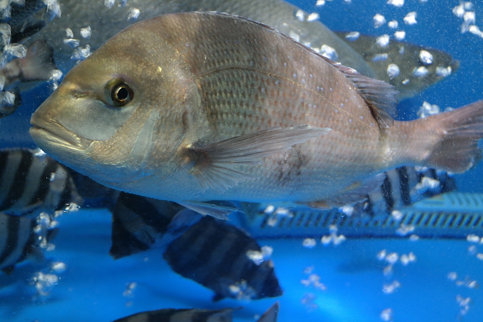 Sea bream fish Free photos