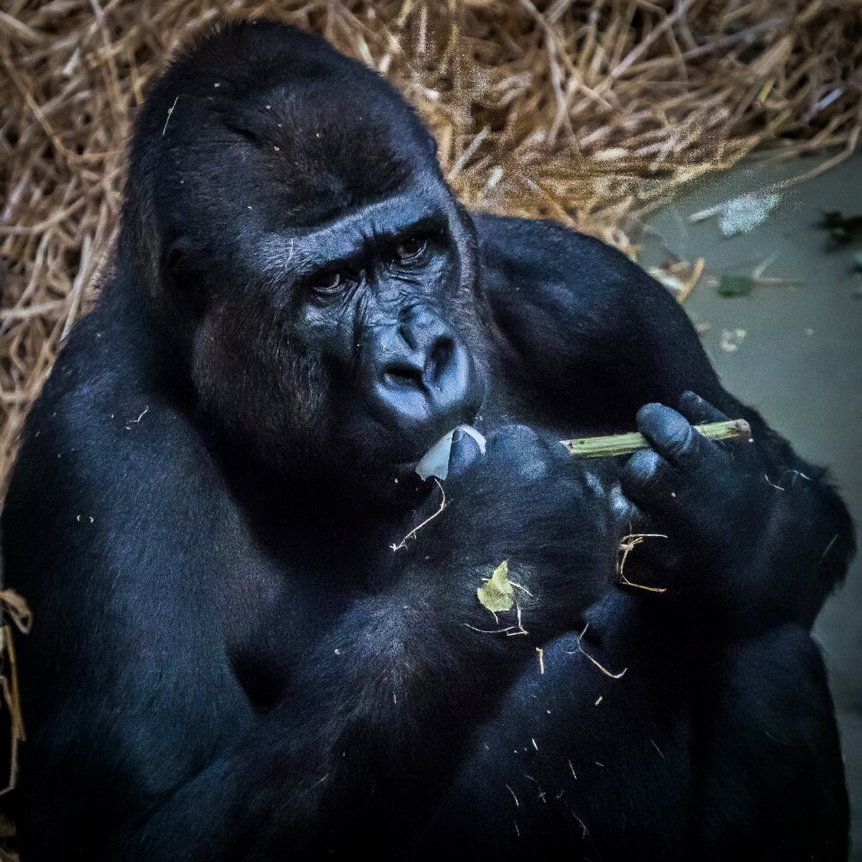 Animal mammal silverback