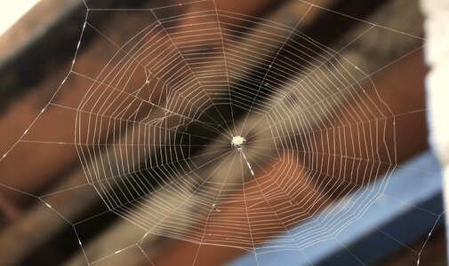 Spider insect colombia