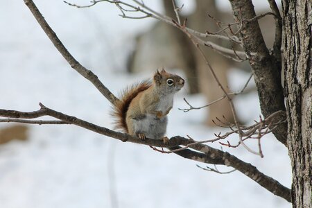 Squirrel tree wild