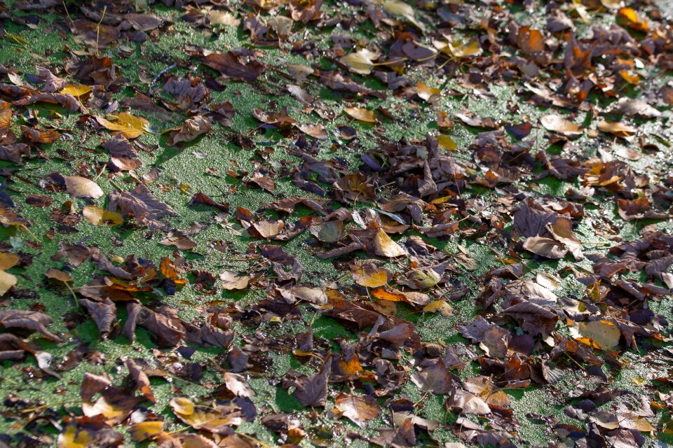 Autumn kroos colorful
