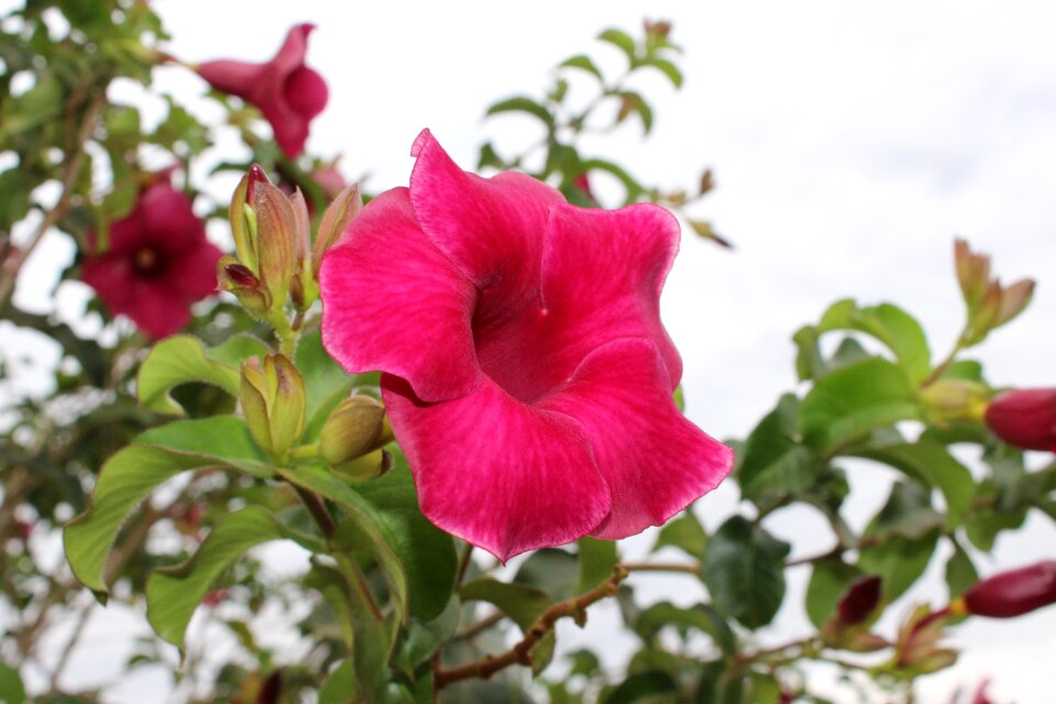 Pink rosa nature