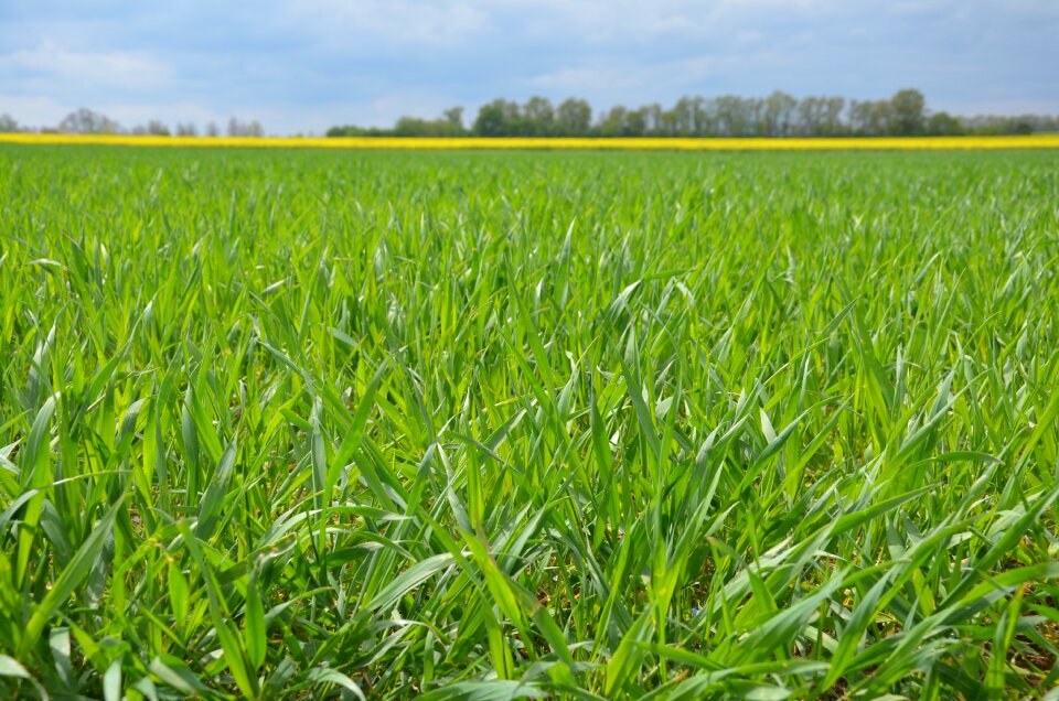 Meadow agriculture landscape