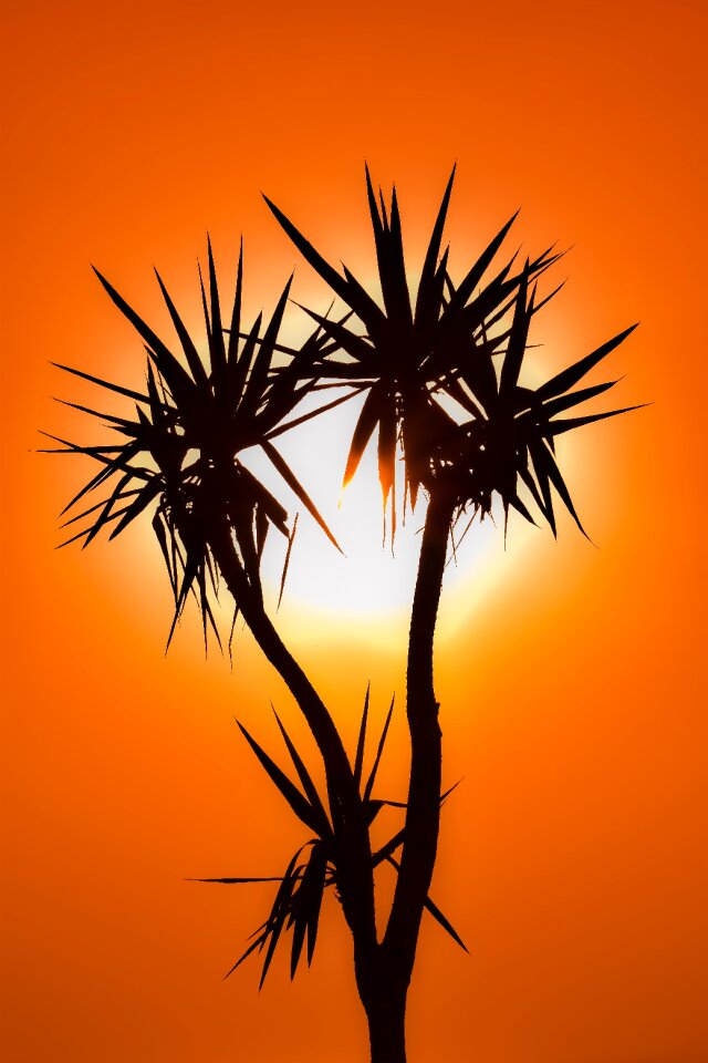 Silhouette evening plant photo