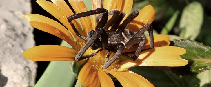 Garden arachnid colombia