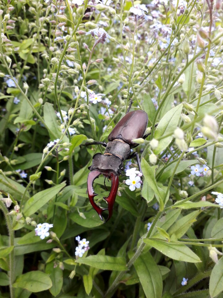 Stag beetle blue green