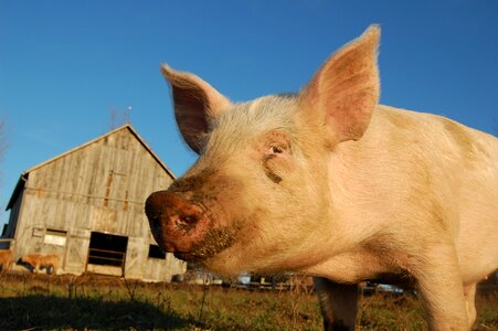 Free range farm livestock photo